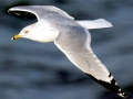 Ring-billed Gull