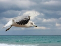 Ring-billed Gull