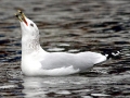 Ring-billed Gull