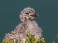 Ring-billed Gull