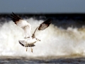 Ring-billed Gull