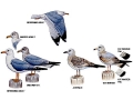 Ring-billed Gull