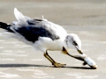 Ring-billed Gull