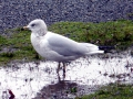 Ring-billed Gull