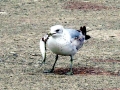 Ring-billed Gull
