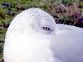 Ring-billed Gull