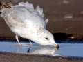 Ring-billed Gull