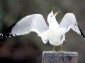 Ring-billed Gull