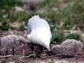 Ring-billed Gull