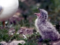 Ring-billed Gull