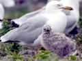 Ring-billed Gull