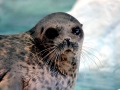 Ringed Seal