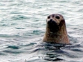 Ringed Seal