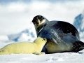 Ringed Seal