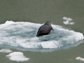 Ringed Seal