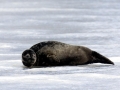 Ringed Seal