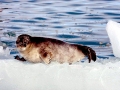 Ringed Seal