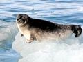 Ringed Seal