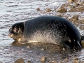 Ringed Seal