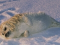 Ringed Seal