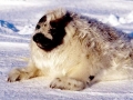 Ringed Seal