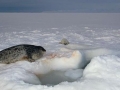 Ringed Seal