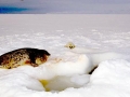 Ringed Seal