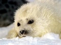 Ringed Seal