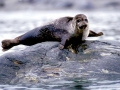 Ringed Seal