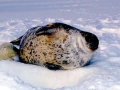 Ringed Seal