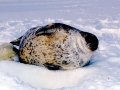 Ringed Seal
