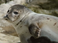 Ringed Seal