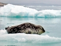 Ringed Seal