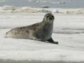 Ringed Seal