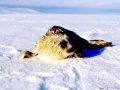 Ringed Seal