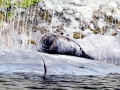 Ringed Seal