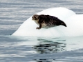 Ringed Seal