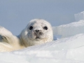 Ringed Seal
