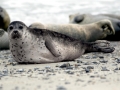 Ringed Seal