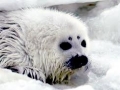 Ringed Seal