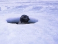 Ringed Seal