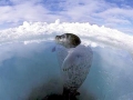 Ringed Seal