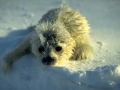 Ringed Seal