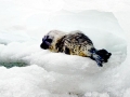 Ringed Seal