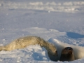 Ringed Seal