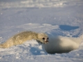 Ringed Seal