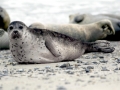 Ringed Seal