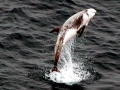Risso's Dolphin