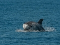 Risso's Dolphin