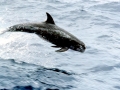 Risso's Dolphin